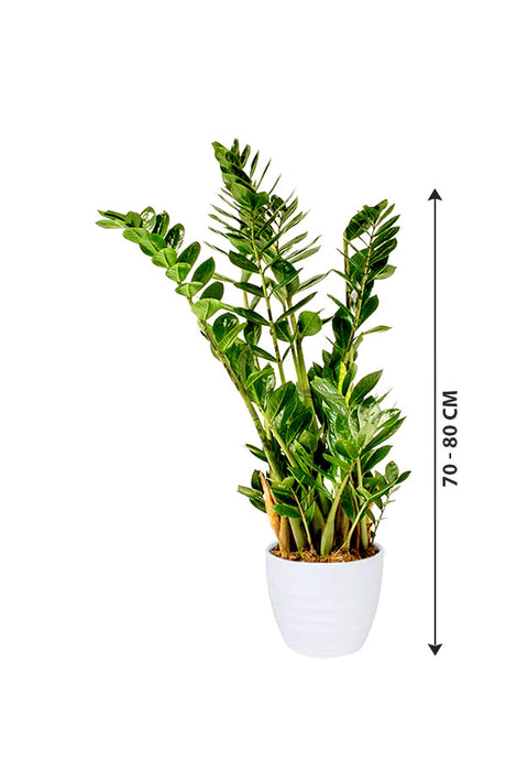 ZZ Plant - Zamioculcas Zamiifolia - Plantsworld.ae
