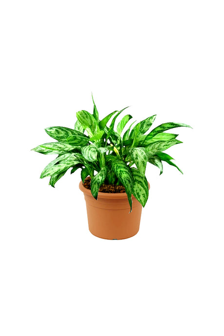 Aglaonema Maria - Chinese Evergreen Indoor Plants - Plantsworld.ae