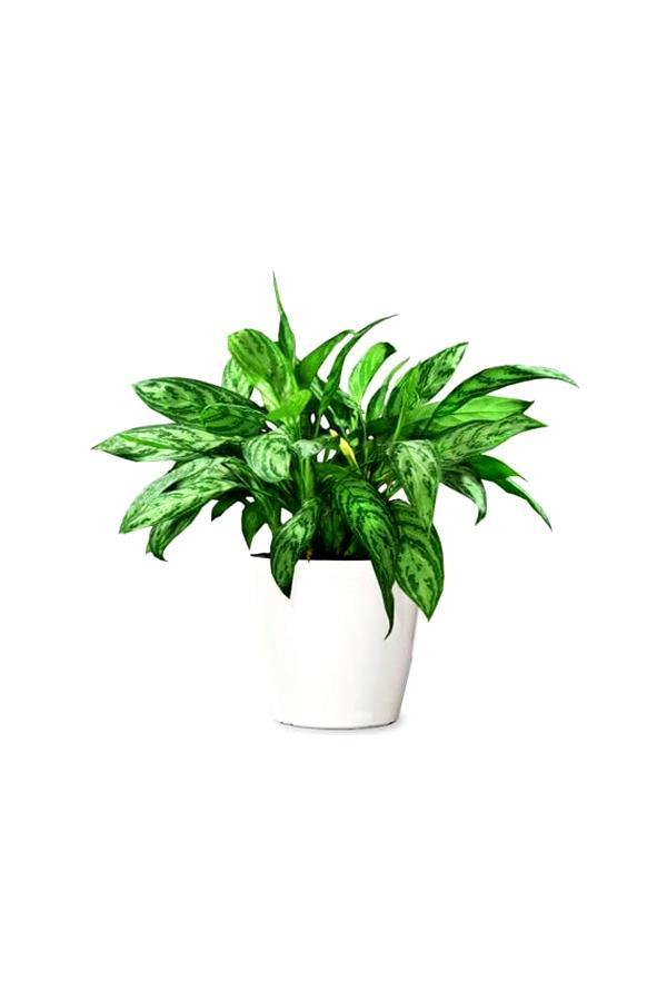 aglaonema-maria-