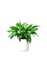 aglaonema-maria-