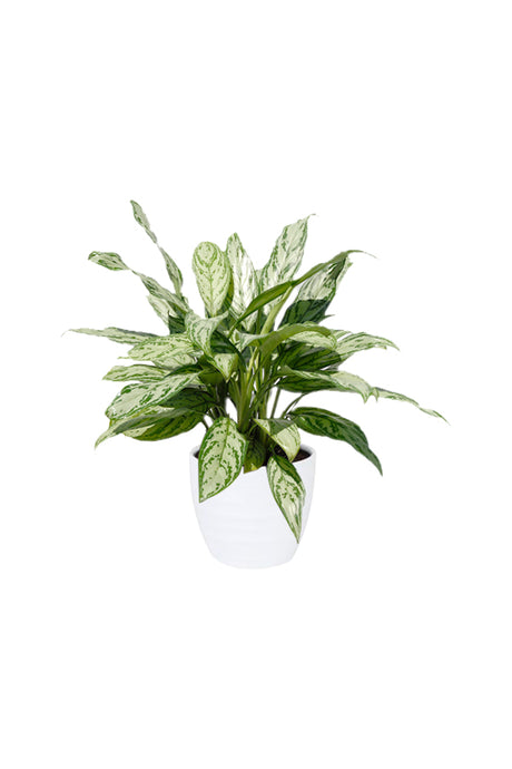 aglaonema-silver-queen