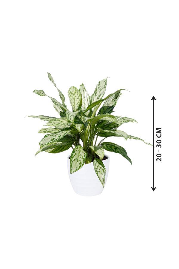 Aglaonema Silver Queen - Chinese Evergreen Plant - Aglaonema Silver Queen - Chinese Evergreen Plant - Plantsworld.ae