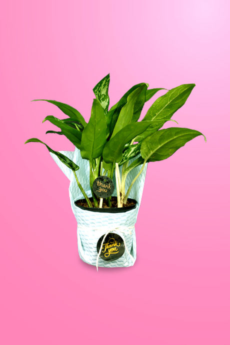 Green gift idea featuring Aglaonema Maria houseplant