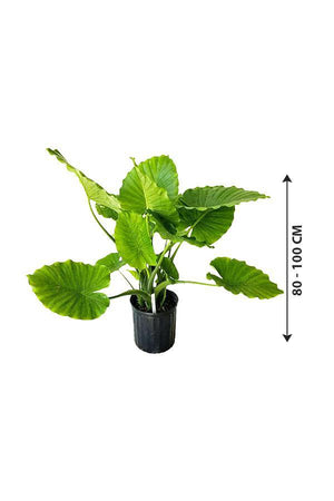 Alocasia California - Non Flowering Elephant Ear Plant - Alocasia California - Non Flowering Elephant Ear Plant - Plantsworld.ae