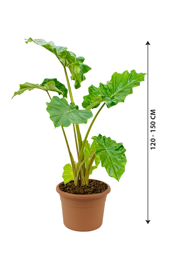 Alocasia California - Non Flowering Elephant Ear Plant - Plantsworld.ae