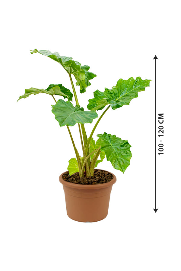 Alocasia California - Non Flowering Elephant Ear Plant - Plantsworld.ae