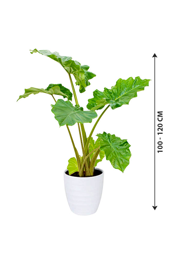 Alocasia California - Non Flowering Elephant Ear Plant - Plantsworld.ae