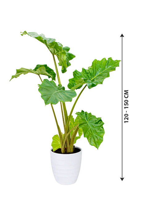 Alocasia California - Non Flowering Elephant Ear Plant - Plantsworld.ae