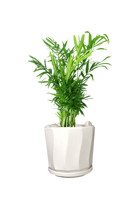 Premium Office Plant Combo - Mixed Species - Plantsworld.ae