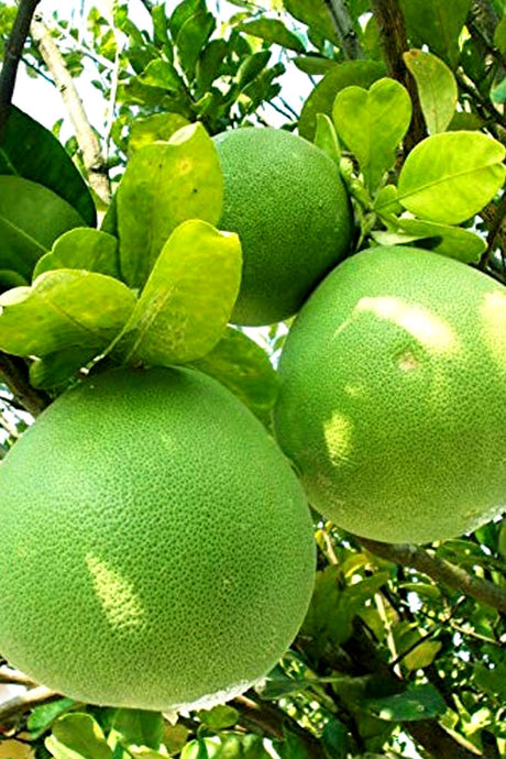 Pomelo tree (Citrus maxima) outdoor fruit plant with large citrus fruits and dense green foliage
