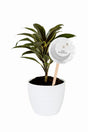 Cordyline Fruticosa Tango indoor plant in decorative nursery pot