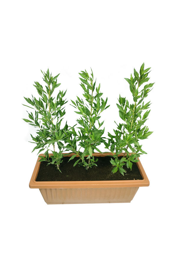Ficus Damas - Conocarpus Lancifolius - Plantsworld.ae