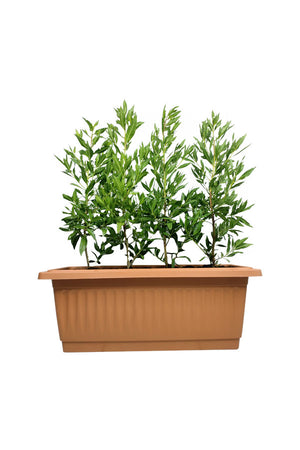 Ficus Damas - Conocarpus Lancifolius - Plantsworld.ae