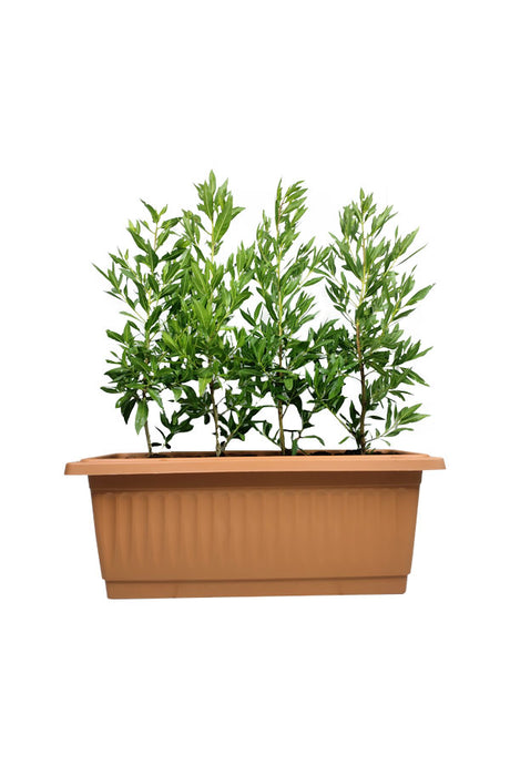 Ficus Damas - Conocarpus Lancifolius - Plantsworld.ae
