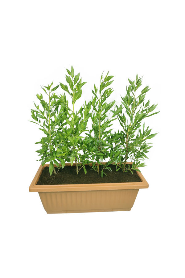 Ficus Damas - Conocarpus Lancifolius - Plantsworld.ae