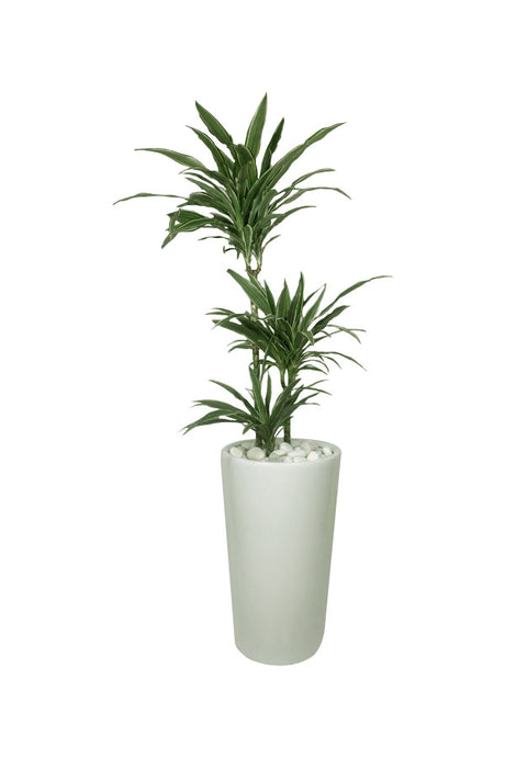 Diamond Office Plant Combo - Mixed Species - Plantsworld.ae