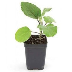 Outdoor plants online in dubai-uae Egg-Plant-Solanum-melongena