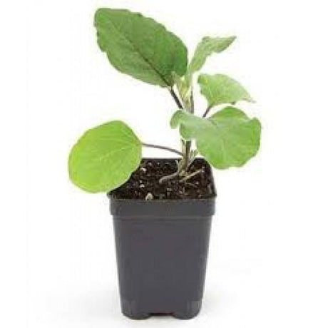 Outdoor plants online in dubai-uae Egg-Plant-Solanum-melongena