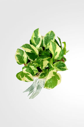 Epipremnum pinnatum N’Joy plant gift with decorative wrapping