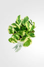 Epipremnum pinnatum N’Joy plant gift with decorative wrapping