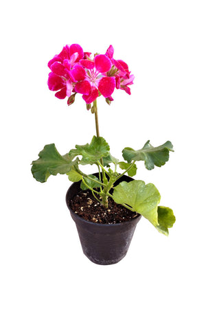 Geranium - Pelargonium - Outdoor Flowering Plant - Plantsworld.ae