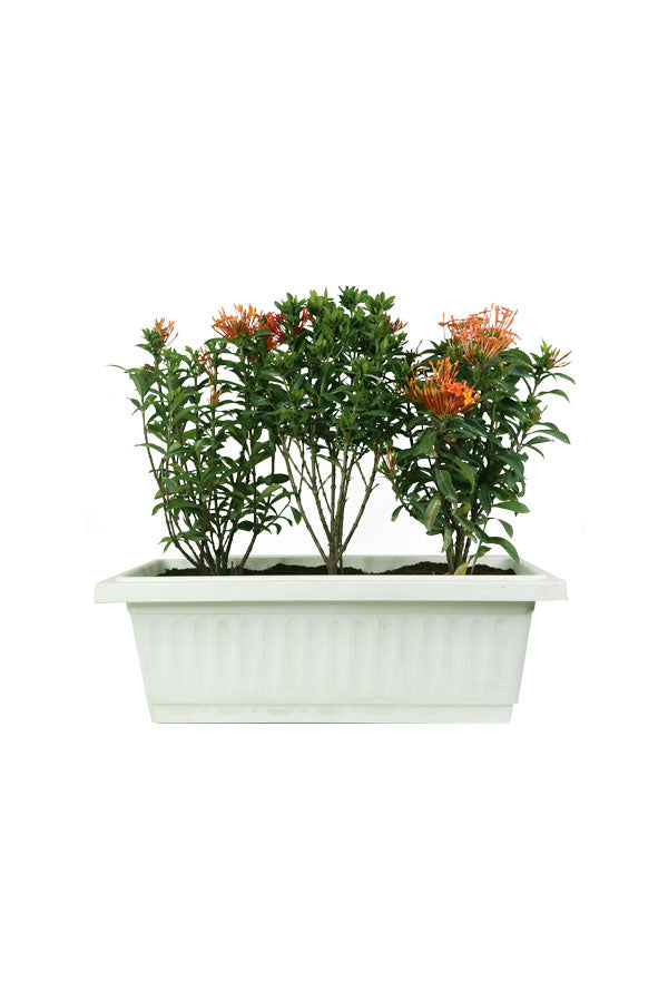 Ixora Coccinea - Outdoor Flowering Plant with Vibrant Red Blooms in a Garden

