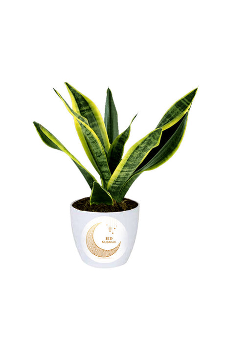 Elegant Snake Plant Indoor Gift for Eid Celebrations and Green Gifting