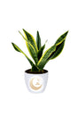 Elegant Snake Plant Indoor Gift for Eid Celebrations and Green Gifting