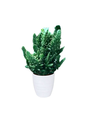 Gymnocalycium - Gymnocalycium Sp. - Plantsworld.ae