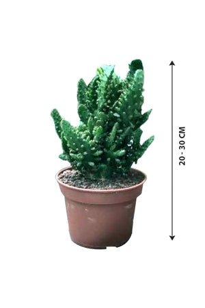 Soft Bed Cactus with soft spines and unique textured appearance