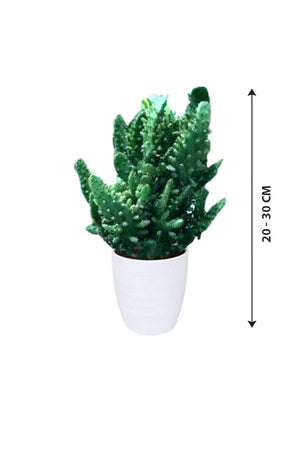 Gymnocalycium - Gymnocalycium Sp. - Plantsworld.ae