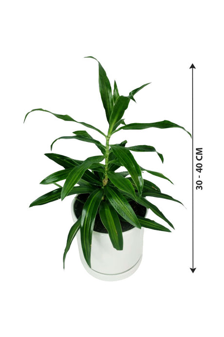 Song of Jamaica - Dracaena Reflexa - Plantsworld.ae