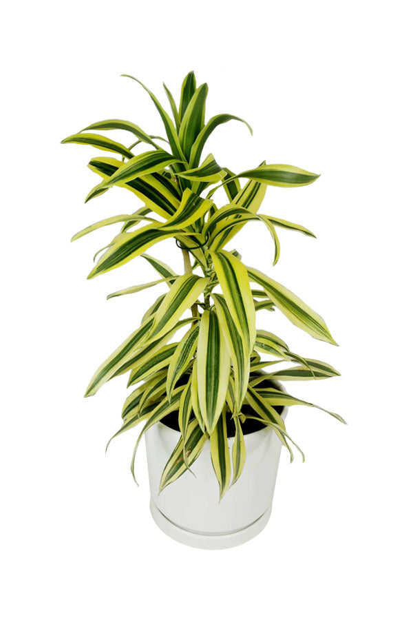 Dracaena Reflexa - Song of India - Indoor Plant with Green and Yellow Leaves at Plantsworld.ae