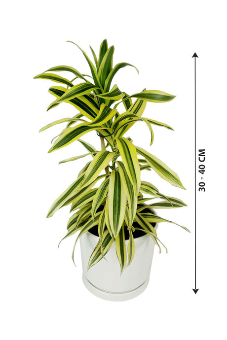 Dracaena Reflexa - Song Of India - Indoor Plant - Plantsworld.ae