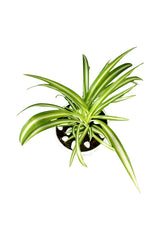 Spider Plant  - Office Tabletop Plant - Plantsworld.ae