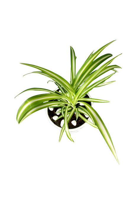 Spider Plant  - Office Tabletop Plant - Plantsworld.ae