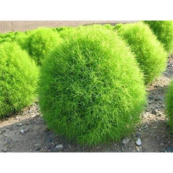 Summer Cypress - Bassia scoparia Outdoor Bushy Plant with Green and Red Foliage