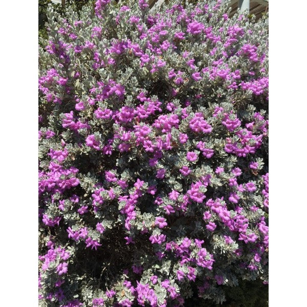 Texas Ranger Texas Sage  - Leucophyllum Frutescens - Plantsworld.ae