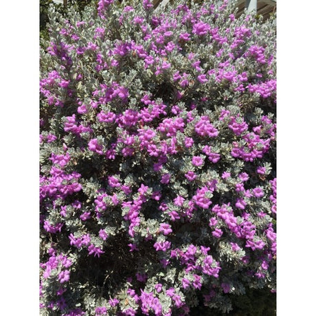 Texas Ranger Texas Sage  - Leucophyllum Frutescens - Plantsworld.ae
