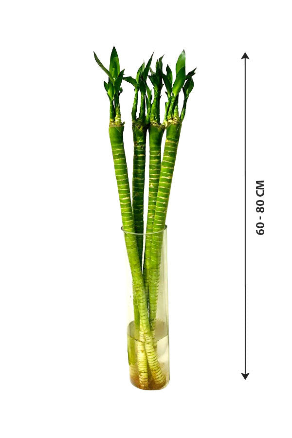 Tiger Bamboo In Glass Vase - Dracaena Sanderiana - Plantsworld.ae