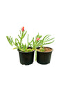 Vygie (Stone Plant) - Aizoaceae Outdoor Flowering Plant with bright, colorful flowers in a desert garden