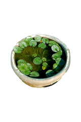 Water Lily - Nymphaeaceae - Plantsworld.ae