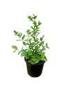 Wrightia Antidysenterica - Outdoor Flowering Plant with Beautiful White Flowers for Garden Landscapes