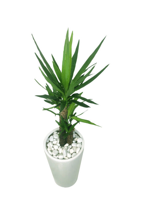 Yucca – Hardy Office Plant with Sword-Like Leaves for Modern Office Decor